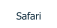Safari